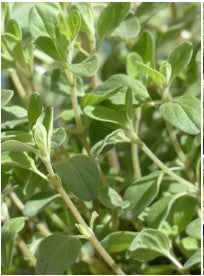 4" Chef Jeff's Sweet Marjoram