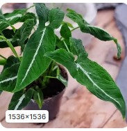 Syngonium Wendlandii