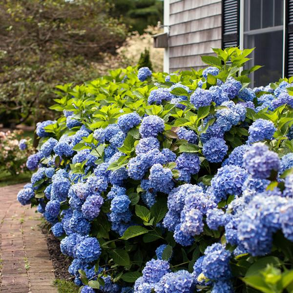 Endless Summer Hydrangea - The Original