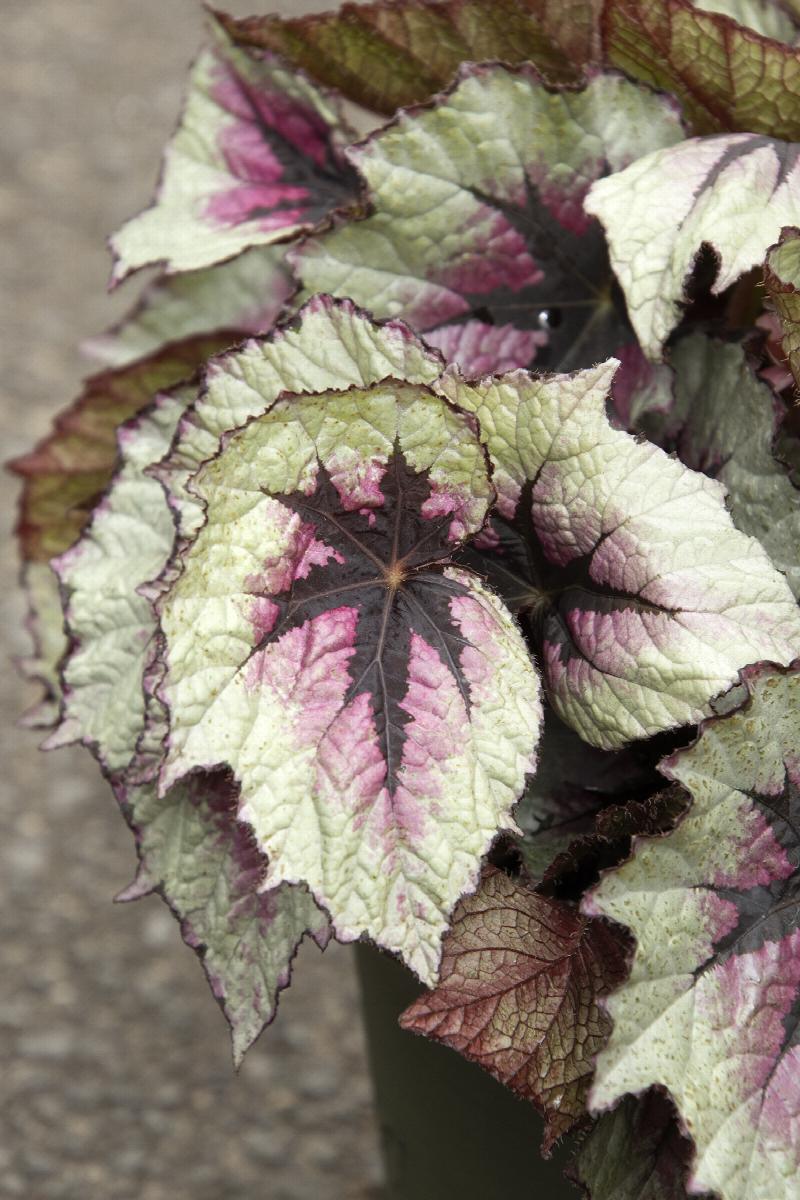 T Rex™ First Blush Rex Begonia