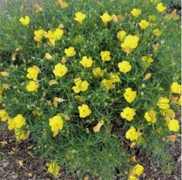 Texas Evening Primrose