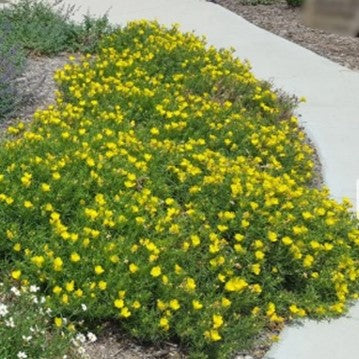 Texas Evening Primrose