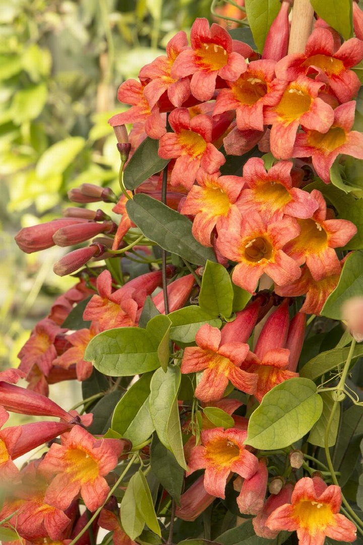 Tangerine Beauty Crossvine