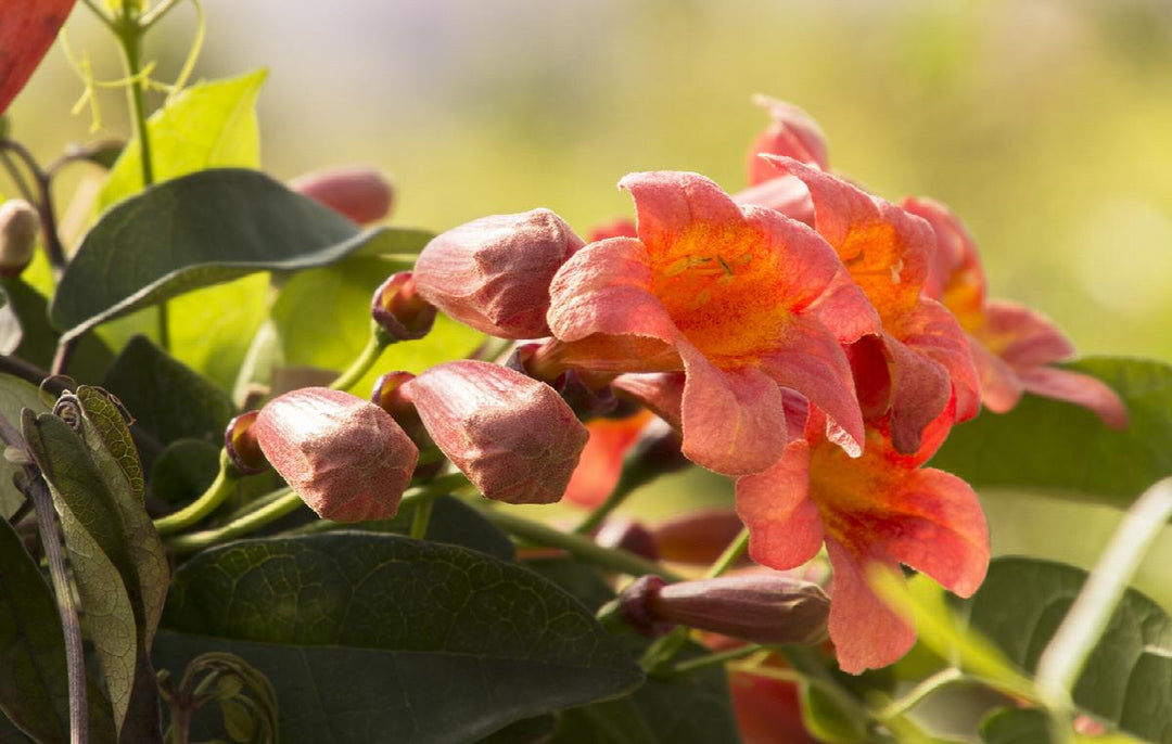 Tangerine Beauty Crossvine