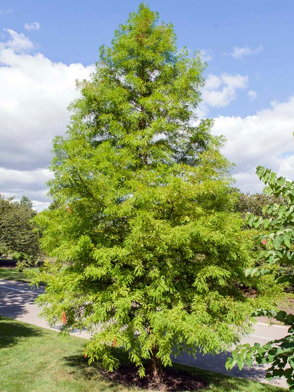 Taxodium Distichum Cypress Bald