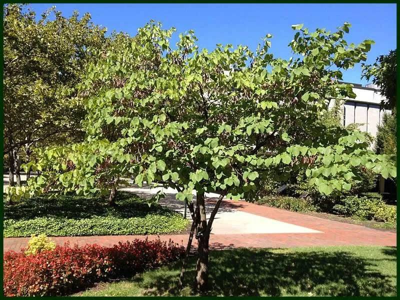 Texas Redbud