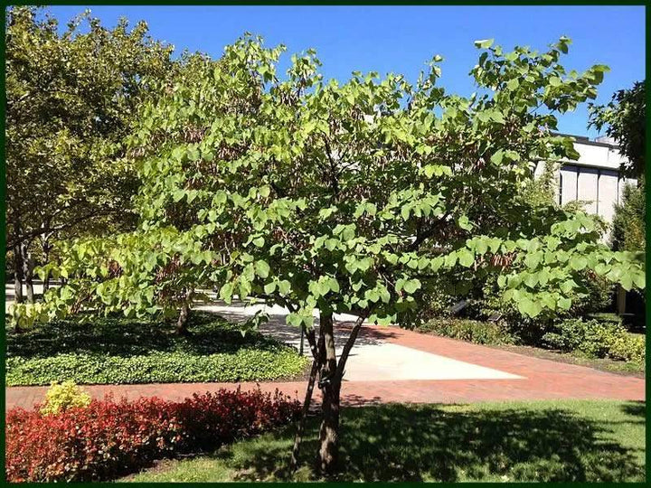 Texas Redbud