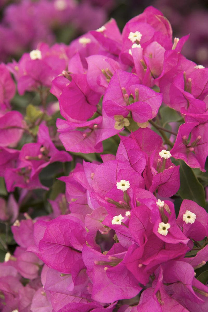 Texas Dawn® Bougainvillea