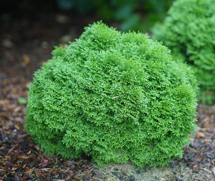 North Pole® Arborvitae