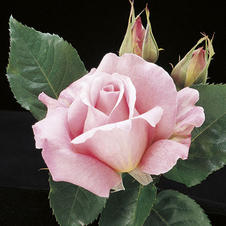 Hybrid Tea - Tiffany Rose | Little Red Nursery, LLC