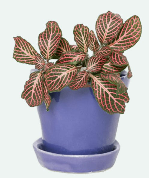 Tika Pot & Saucer