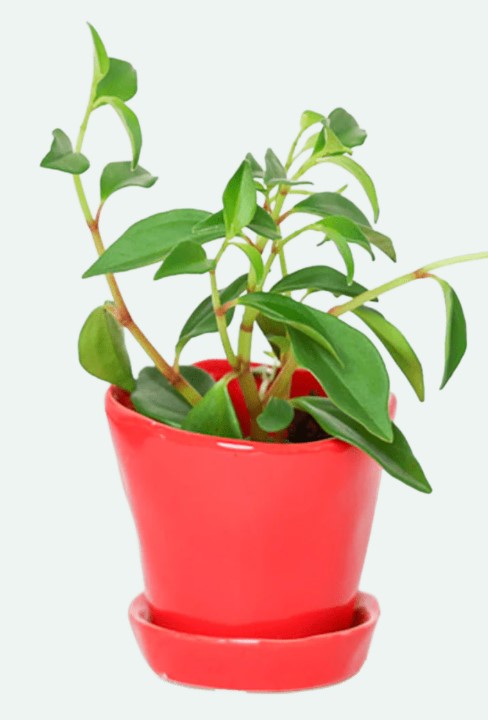 Tika Pot & Saucer
