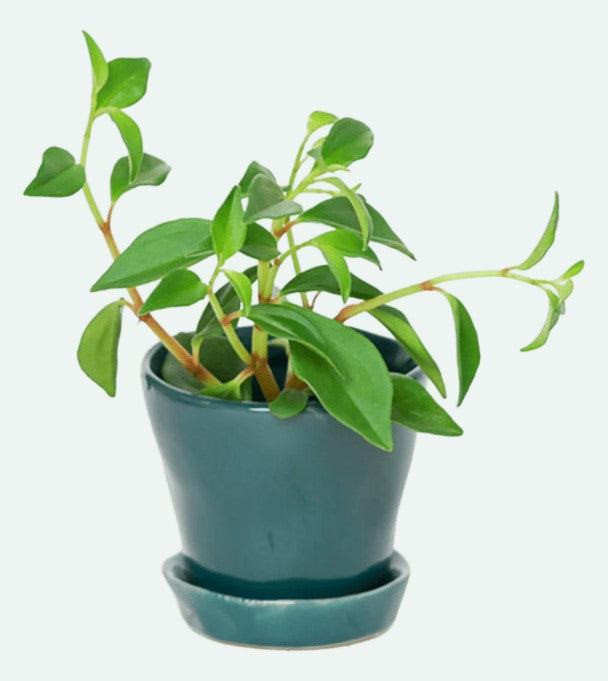 Tika Pot & Saucer