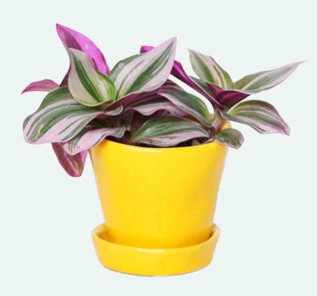 Tika Pot & Saucer