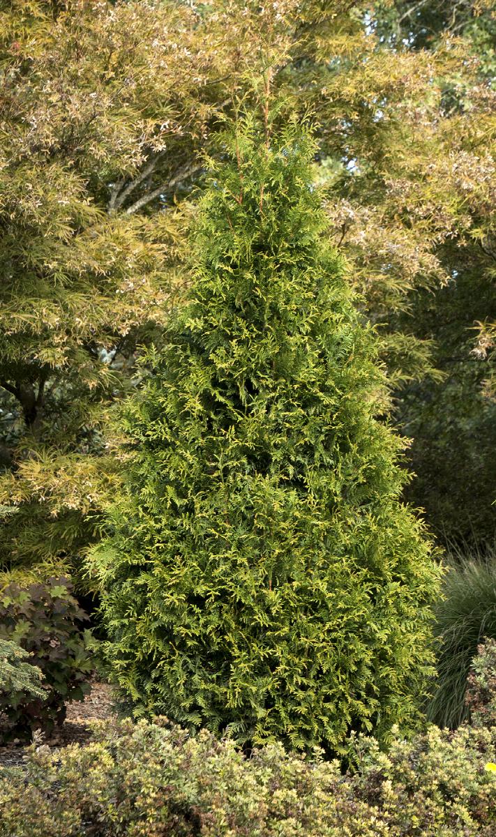 Tiny Tower® Green Giant Arborvitae
