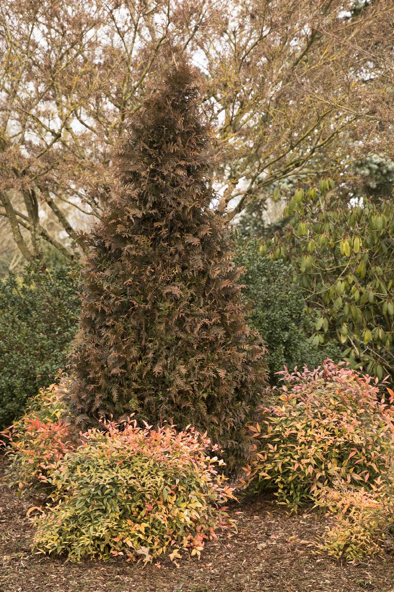 Tiny Tower® Green Giant Arborvitae