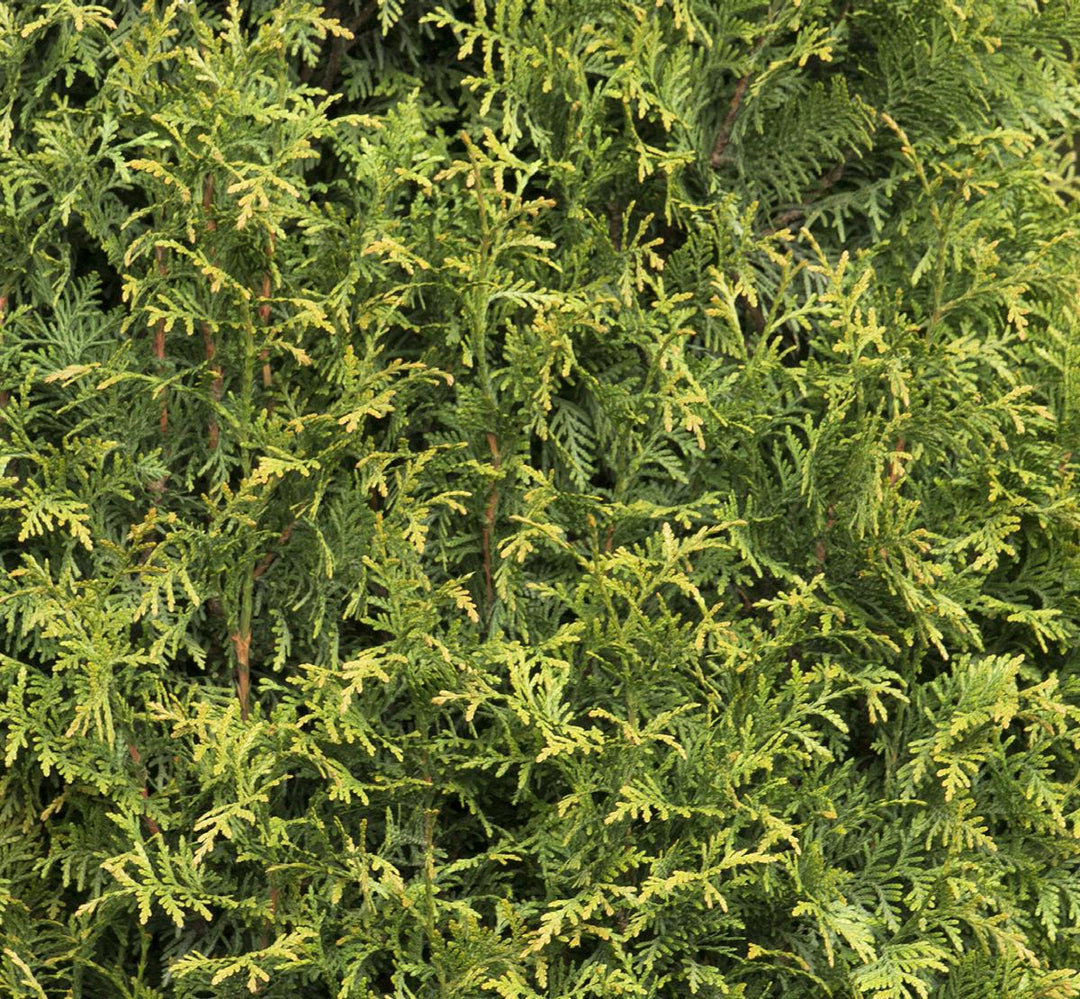 Tiny Tower® Green Giant Arborvitae