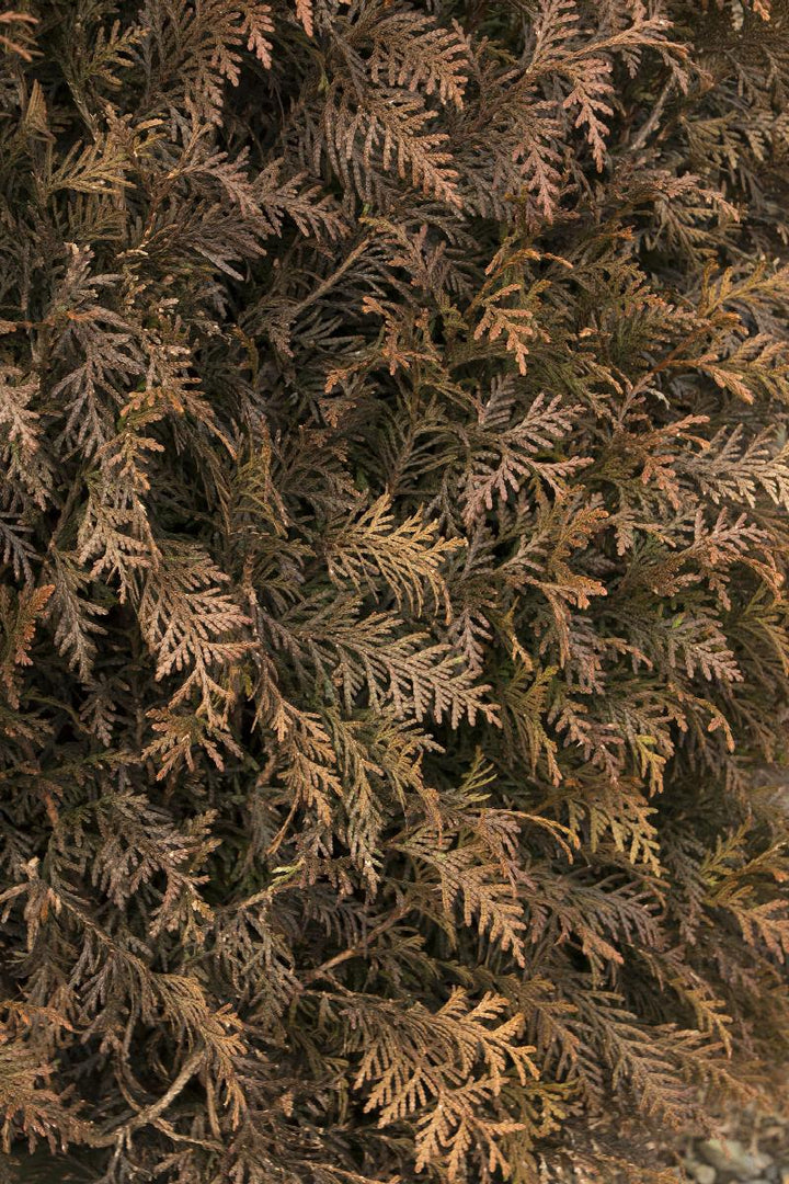 Tiny Tower® Green Giant Arborvitae