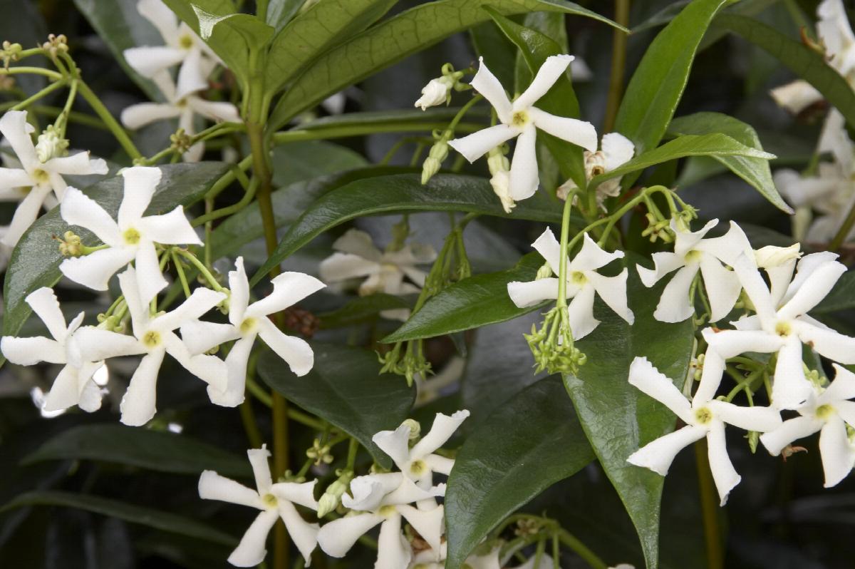 Madison Star Jasmine 5 Gal / Trellis | Little Red Nursery, LLC