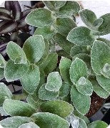 Tradescantia Purpusii / White Velvet