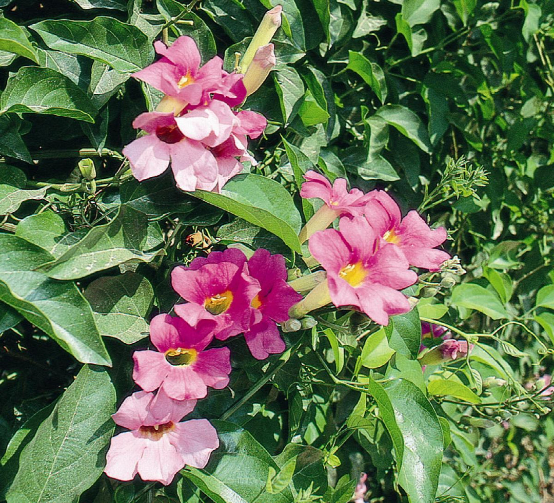 Royal Trumpet Vine