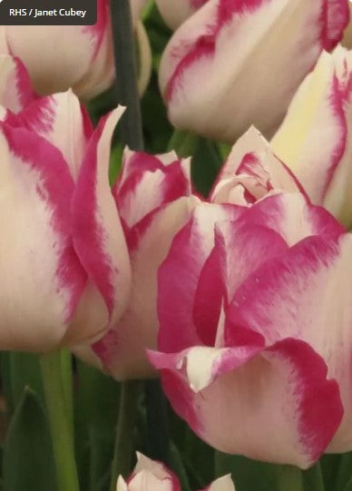 Tulip 'Affaire'