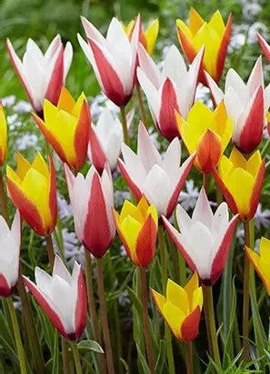 Tulip 'Candy Corn' Mix