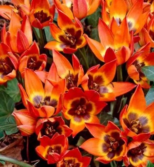 Tulip 'Little Princess'