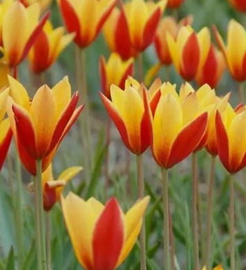 Tulip 'Tubergen's Gem'