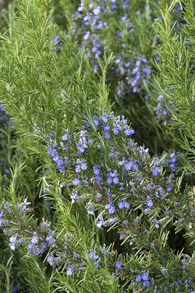 Tuscan Blue Rosemary