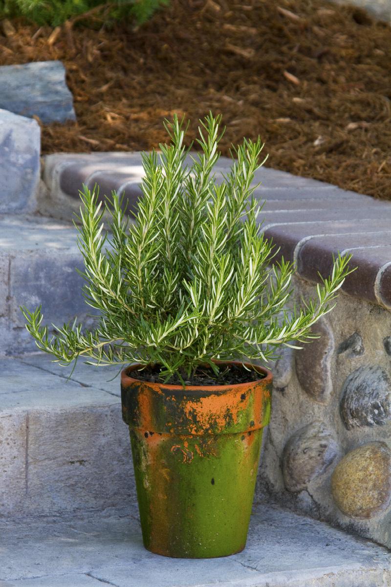 Tuscan Blue Rosemary