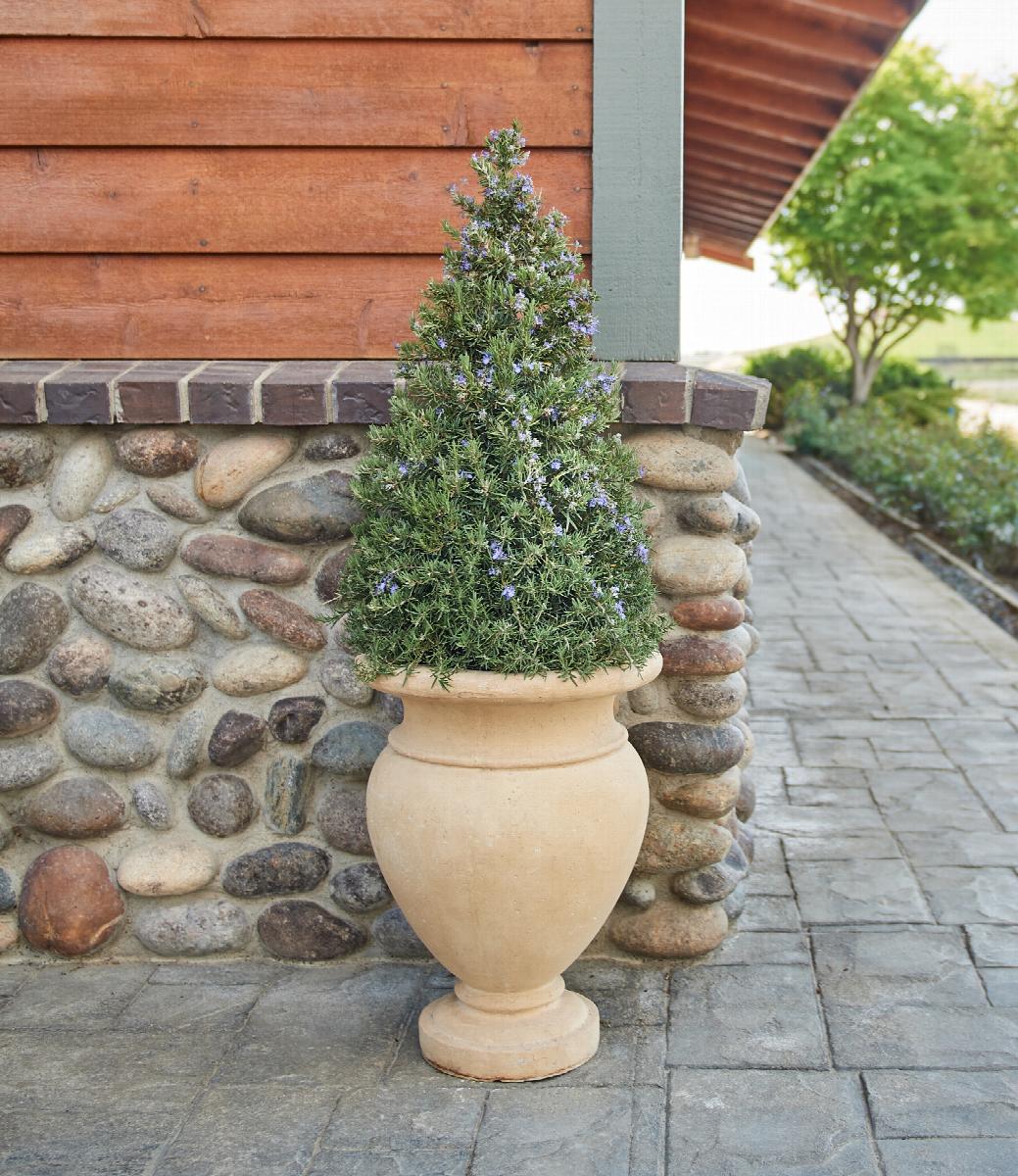 Tuscan Blue Rosemary - Thumbnail 2