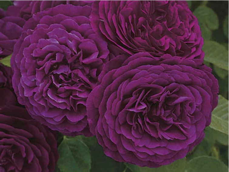Rose Twilight Zone™