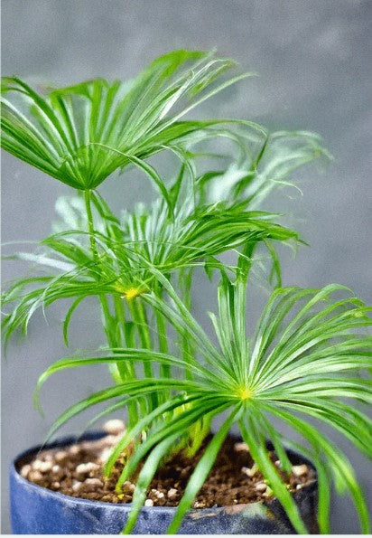 Umbrella Plant Indoor Seeds Packet