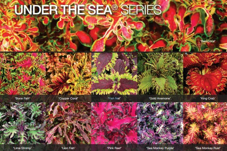 coleus under the sea fish net Coleus UNDER THE SEA