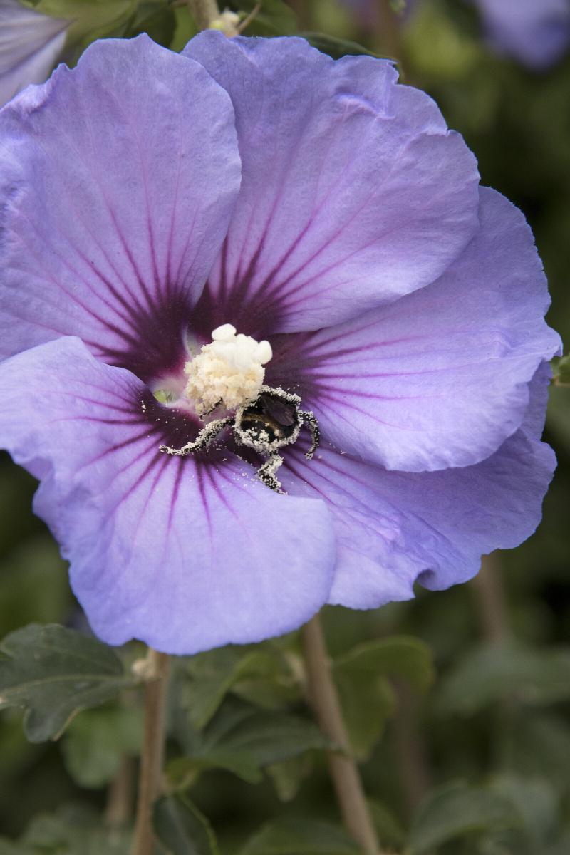 Chateau™ de Versailles Rose of Sharon