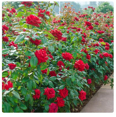 Rose Veterans’ Honor®