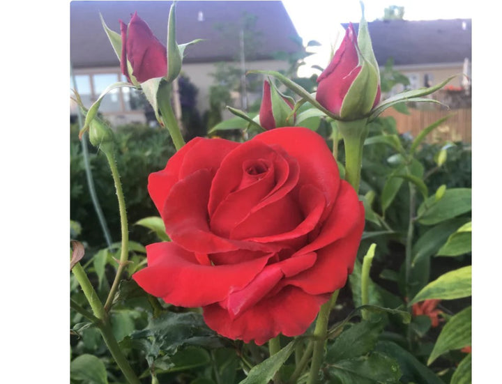 Rose Veterans’ Honor®