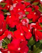 Vinca Cora XDR