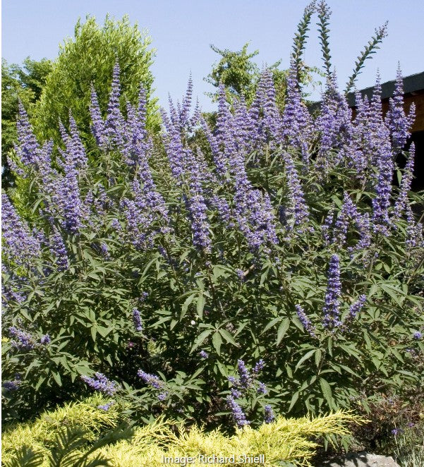 Vitex agnus- castus