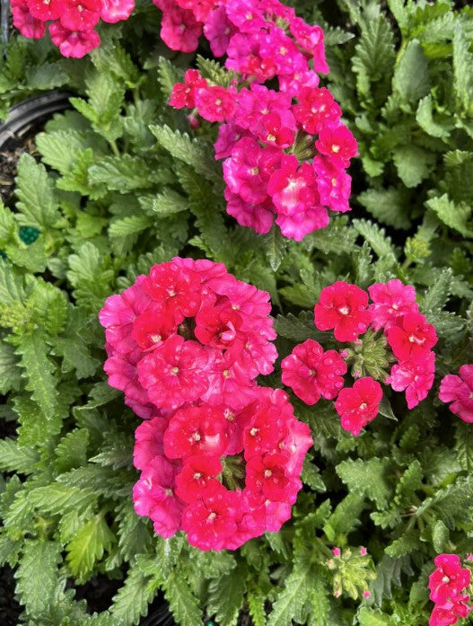Verbena Empress vars