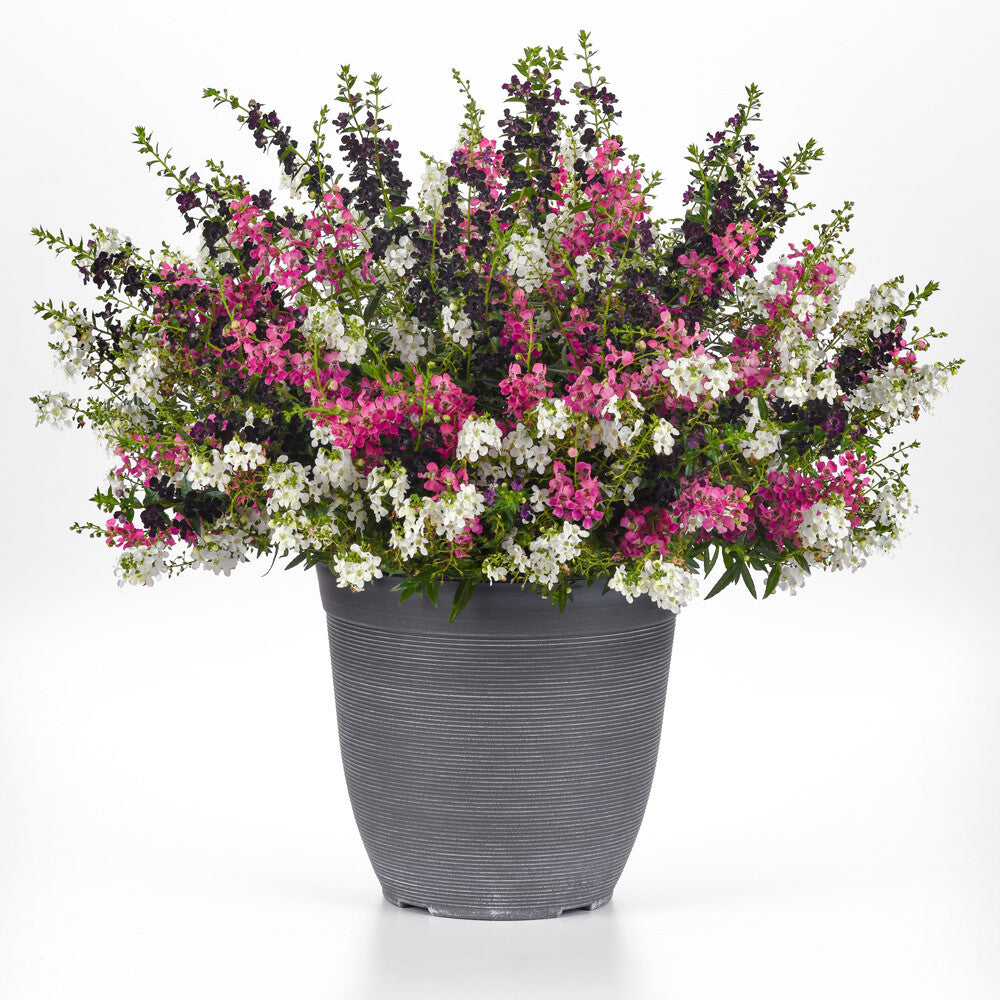 12" Angelonia Mix Pot 'We've got Flare"