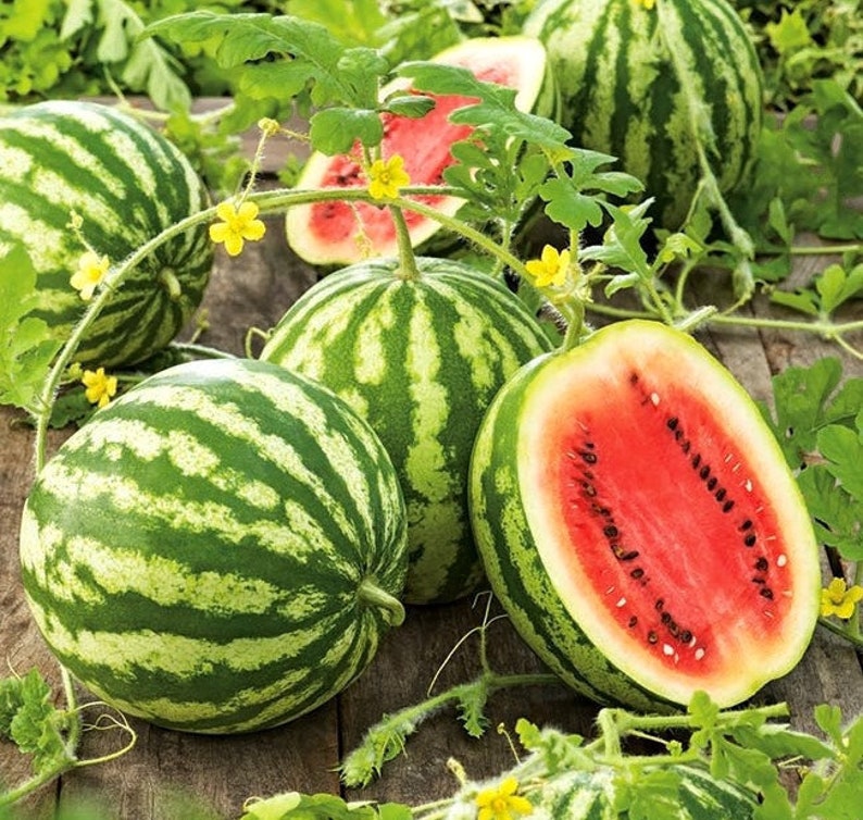 Watermelon Crimson Sweet