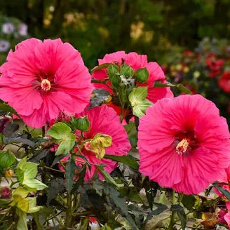Hardy Hibiscus