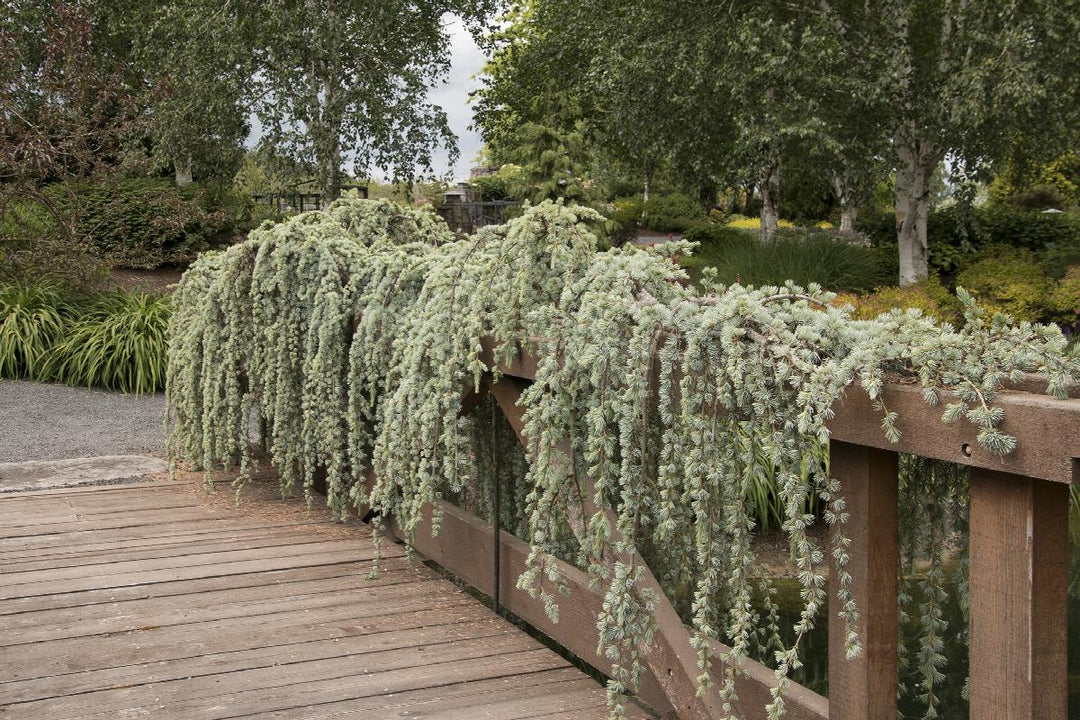 Weeping Blue Atlas Cedar