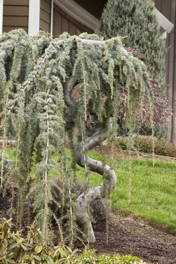 Weeping Blue Atlas Cedar