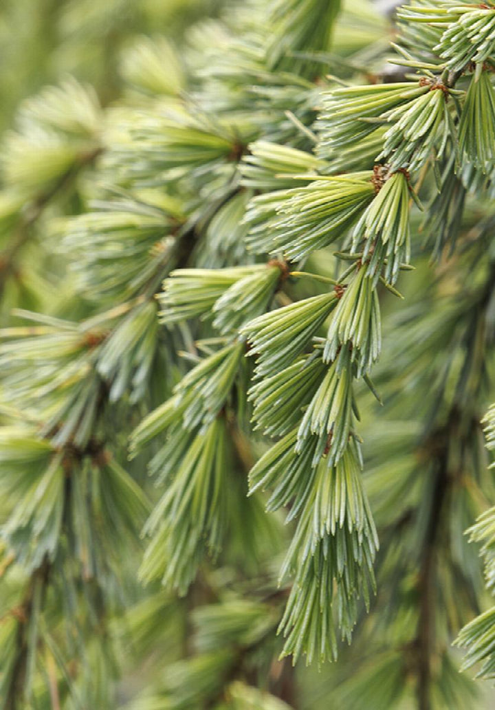Weeping Blue Atlas Cedar