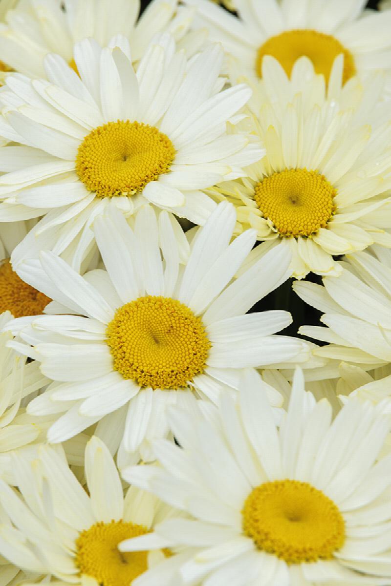 Western Star™ Gemini Shasta Daisy