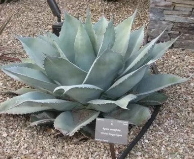 Agave Ovatifolia Frosty Blue