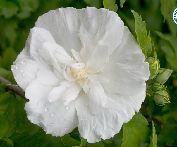 Hibiscus Syriacus, Althea, Rose of Sharon
